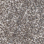 Immunohistochemical staining of human lymph node shows moderate to strong nuclear positivity in non-germinal center cells.