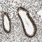 Anti-SRSF11 Antibody