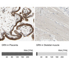 Anti-GRN Antibody