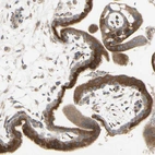 Immunohistochemical staining of human placenta shows moderate to strong granular cytoplasmic positivity in trophoblastic cells.