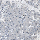 Immunohistochemical staining of human pancreas shows no positivity in glandular cells as expected.