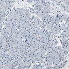Immunohistochemical staining of human pancreas shows no positivity in exocrine glandular cells as expected.