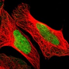 Immunofluorescent staining of human cell line U-2 OS shows localization to nucleus.