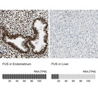 Anti-FUS Antibody