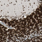 Immunohistochemical staining of human cerebellum shows strong nuclear positivity in Purkinje and granular cells.