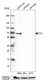 Western blot analysis in U-251MG cells transfected with control siRNA, target specific siRNA probe #1 and #2, using Anti-FUS antibody. Remaining relative intensity is presented. Loading control: Anti-GAPDH.