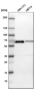 Western blot analysis in mouse cell line NIH-3T3 and rat cell line NBT-II.