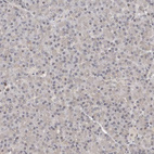 Immunohistochemical staining of human pancreas shows no positivity in exocrine glandular cells as expected.