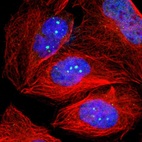 Immunofluorescent staining of human cell line U-2 OS shows localization to nuclear bodies.