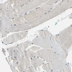 Immunohistochemical staining of human skeletal muscle shows no positivity in myocytes as expected.