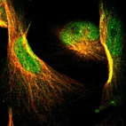 Immunofluorescent staining of human cell line U-251 MG shows localization to nucleoplasm & cytosol.