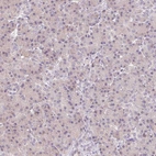 Immunohistochemical staining of human Pancreas shows no nuclear positivity in exocrine glandular cells as expected.