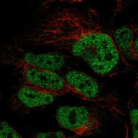 Anti-CDC25A Antibody