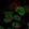 Anti-CDC25A Antibody