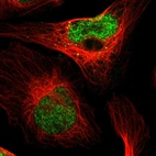 Immunofluorescent staining of human cell line U-2 OS shows localization to nucleoplasm.