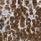 Immunohistochemical staining of human adrenal gland shows very strong cytoplasmic positivity in glandular cells.