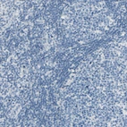 Immunohistochemical staining of human lymph node shows no positivity in germinal center cells as expected.