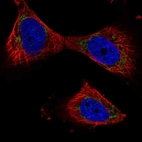Immunofluorescent staining of human cell line U-251 MG shows localization to mitochondria.