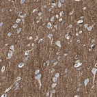 Immunohistochemical staining of human cerebral cortex shows strong positivity in neuropil.