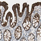 Anti-DUSP12 Antibody