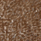 Anti-PARP14 Antibody