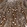 Anti-PARP14 Antibody