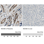 Anti-MCAM Antibody