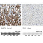 Anti-MUC1 Antibody