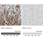 Anti-MUC1 Antibody