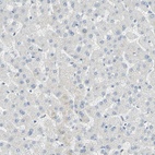 Immunohistochemical staining of human liver shows low expression as expected.
