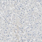 Anti-MUC1 Antibody