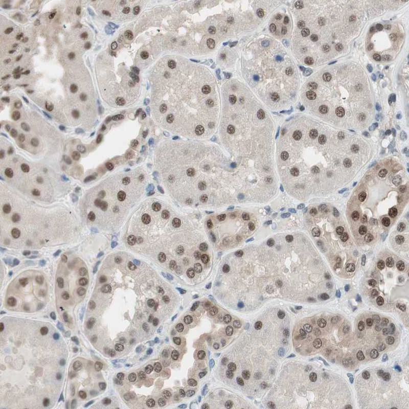 Anti-LONP2 Antibody