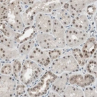 Anti-LONP2 Antibody