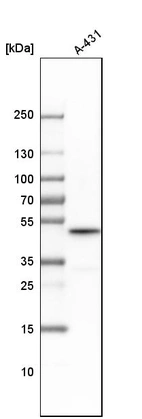 Western blot analysis in human cell line A-431.