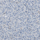 Immunohistochemical staining of human pancreas shows no positivity in exocrine glandular cells as expected.