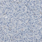Immunohistochemical staining of human pancreas shows no positivity in exocrine glandular cells as expected.