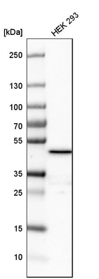Western blot analysis in human cell line HEK 293.