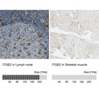 Anti-ITGB2 Antibody