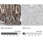 Anti-ME2 Antibody