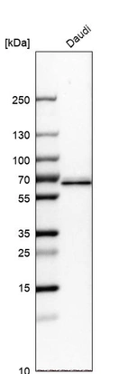 Western blot analysis in human cell line Daudi.