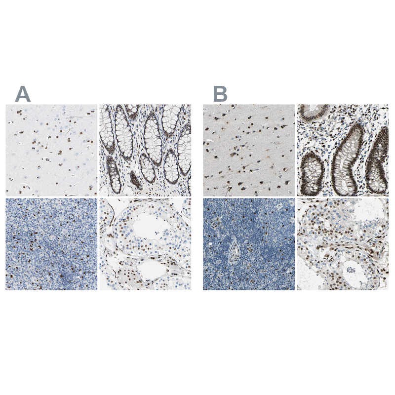 Anti-NFIA Antibody
