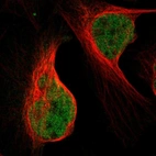 Immunofluorescent staining of human cell line U-2 OS shows localization to nucleoplasm.