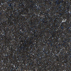 Immunohistochemical staining of human lymph node shows strong nuclear positivity in non-germinal center cells and germinal center cells.