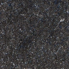 Immunohistochemical staining of human lymph node shows strong nuclear positivity in non-germinal center cells and germinal center cells.