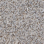 Immunohistochemical staining of human pancreas shows strong nuclear positivity in exocrine glandular cells.