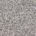 Immunohistochemical staining of human pancreas shows strong nuclear positivity in exocrine glandular cells.
