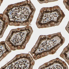 Immunohistochemical staining of human small intestine shows strong nuclear positivity in glandular cells with additional moderate cytoplasmic positivity.