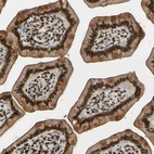 Immunohistochemical staining of human small intestine shows strong nuclear positivity in glandular cells with additional moderate cytoplasmic positivity.