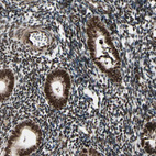 Immunohistochemical staining of human endometrium shows strong nuclear positivity in glandular cells and endometrial stromal cells.