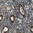 Immunohistochemical staining of human endometrium shows strong nuclear positivity in glandular cells and endometrial stromal cells.